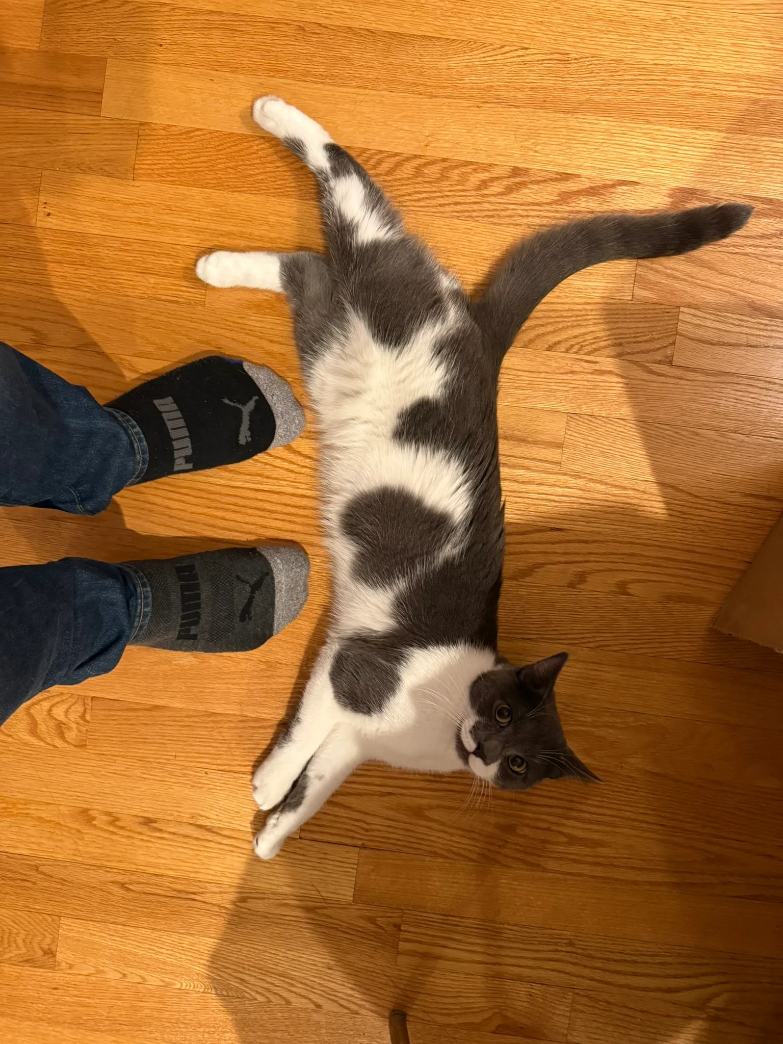 Lint, the second kitten