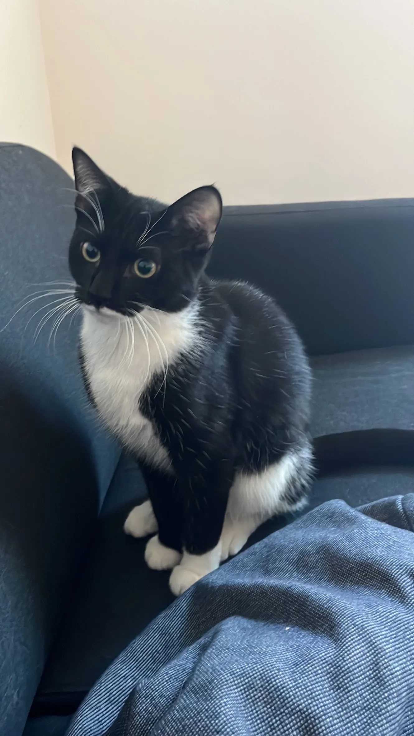 Midna, the first kitten